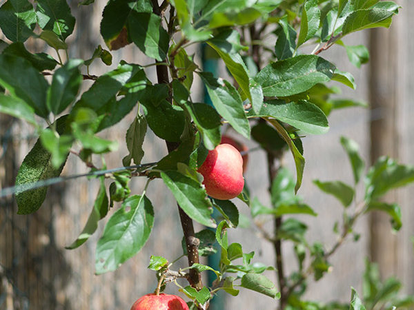 Bénédicte Joseph Paysage